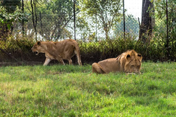 Aslan, Güney Afrika. — Stok fotoğraf