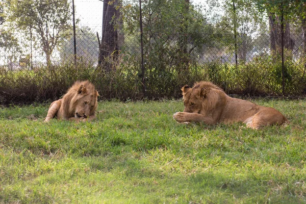 Aslan, Güney Afrika. — Stok fotoğraf