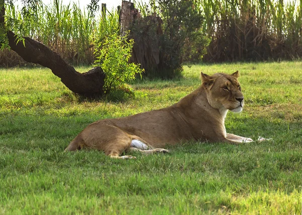 Lion, Jihoafrická republika. — Stock fotografie