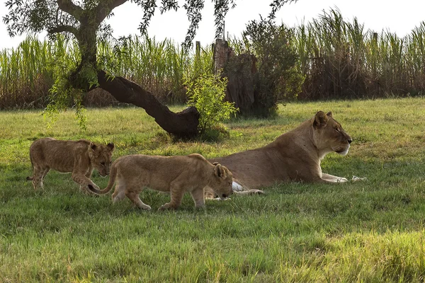 Aslan, Güney Afrika. — Stok fotoğraf