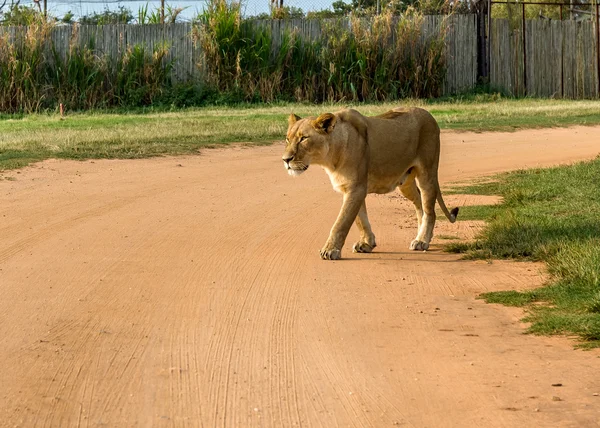 Lion, Jihoafrická republika. — Stock fotografie