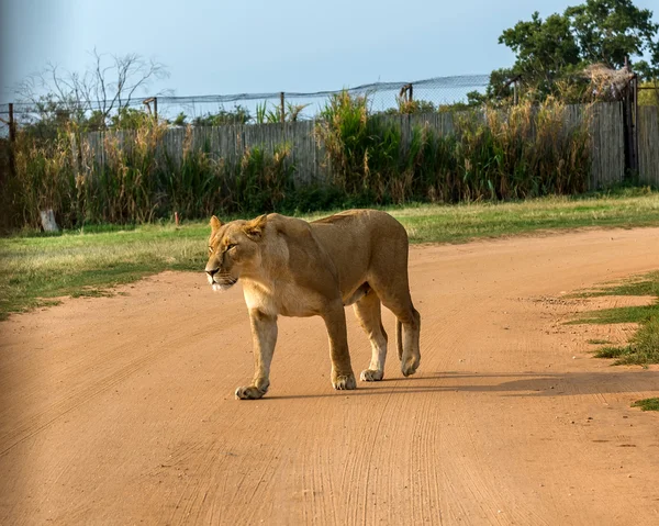 Aslan, Güney Afrika. — Stok fotoğraf