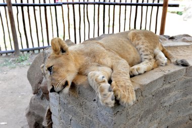 Aslan yavrusu, Güney Afrika.
