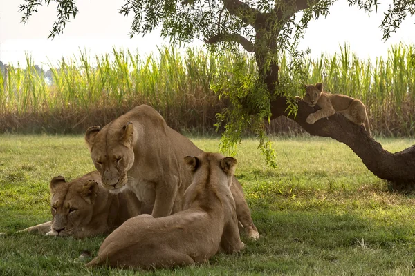 Lion, Jihoafrická republika. — Stock fotografie
