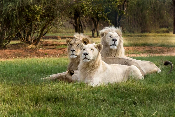 Filhote de leão, África do Sul . — Fotografia de Stock