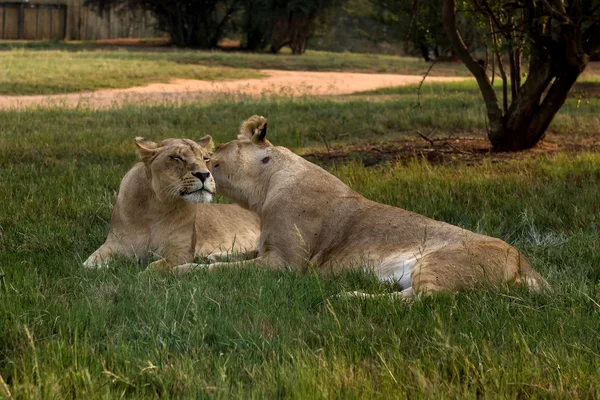 Aslan, Güney Afrika. — Stok fotoğraf