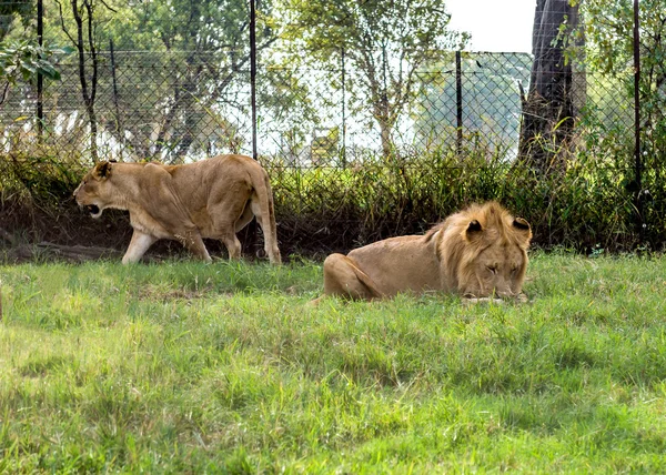 南非白人狮子. — 图库照片