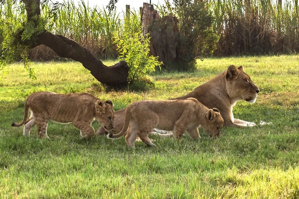 White Lion, Afrique du Sud . — Photo