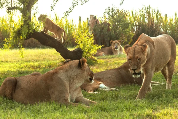 White Lion, Afrique du Sud . — Photo