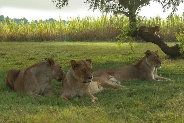 White Lion, Afrique du Sud . — Photo