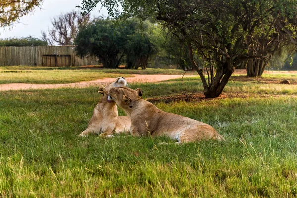 Fehér oroszlán, Dél-afrikai Köztársaság. — Stock Fotó