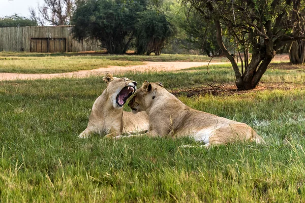 白いライオン、南アフリカ. — ストック写真