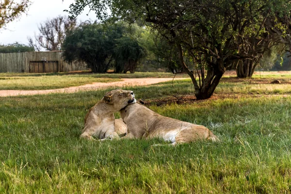 Weißer Löwe, Südafrika. — Stockfoto