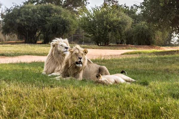 Белый лев, ЮАР . — стоковое фото