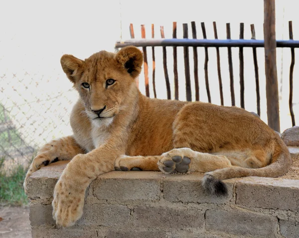 Lion cub, South Africa. — Stock Photo, Image