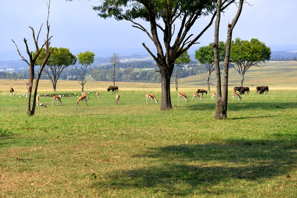 Impala (antilop), nemzeti park, Dél-afrikai Köztársaság. — Stock Fotó