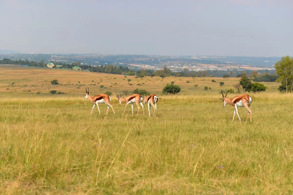 Impala (antelope), national park South Africa. — Stock Photo, Image