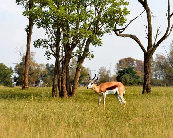 Impala (antílope), parque nacional Sudáfrica . — Foto de Stock