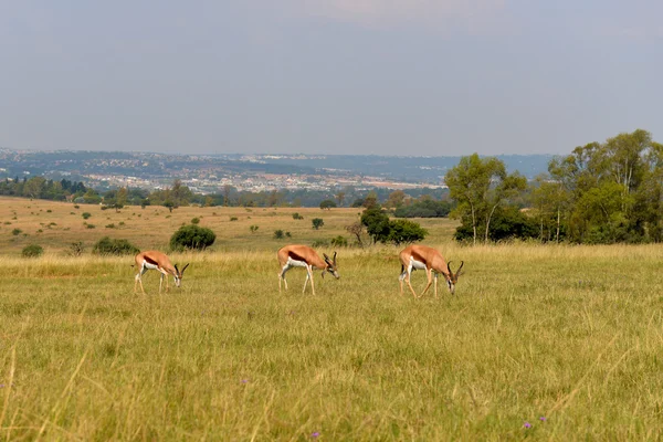 Impala (antílope), parque nacional África do Sul . — Fotografia de Stock