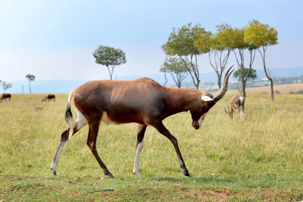 Impala (antílope), parque nacional África do Sul . — Fotografia de Stock