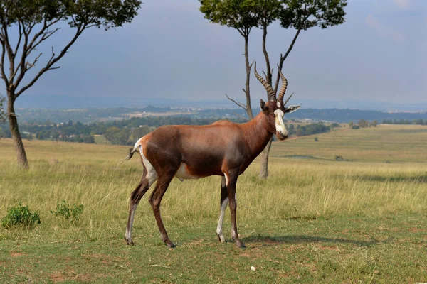 Güney Afrika Impala (Karaca), ulusal park. — Stok fotoğraf