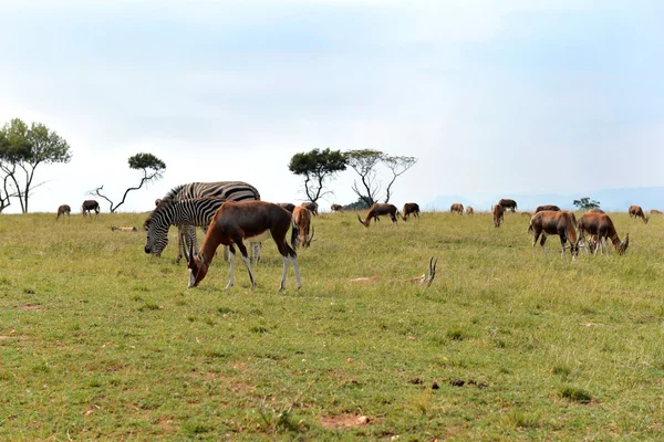 A herd of wild animals, national park South Africa. — Stock Photo, Image