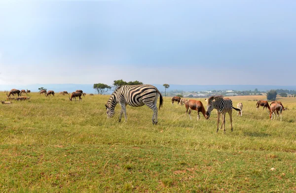 Una manada de animales salvajes, parque nacional Sudáfrica . —  Fotos de Stock