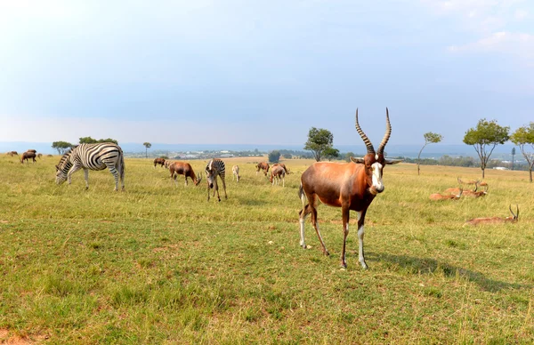 一群野生动物，南非国家公园. — 图库照片