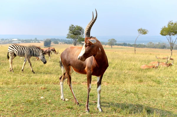 Uma manada de animais selvagens, parque nacional África do Sul . — Fotografia de Stock