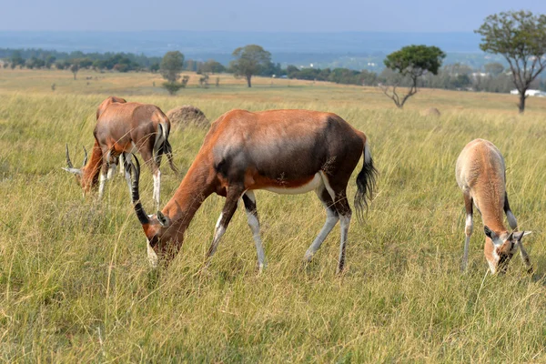 Uma manada de animais selvagens, parque nacional África do Sul . — Fotografia de Stock