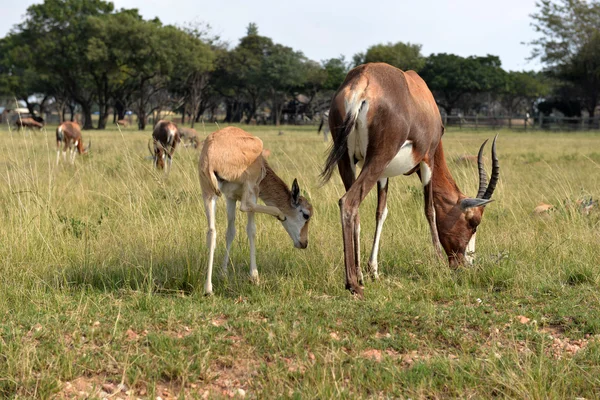 Una manada de animales salvajes, parque nacional Sudáfrica . —  Fotos de Stock