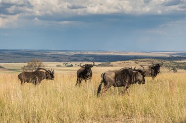 Manda, Milli Parkı Ezemvelo. Güney Afrika.