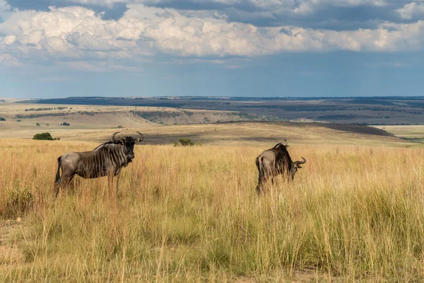 Wildebeest, National park Ezemvelo. South Africa. — Stock Photo, Image