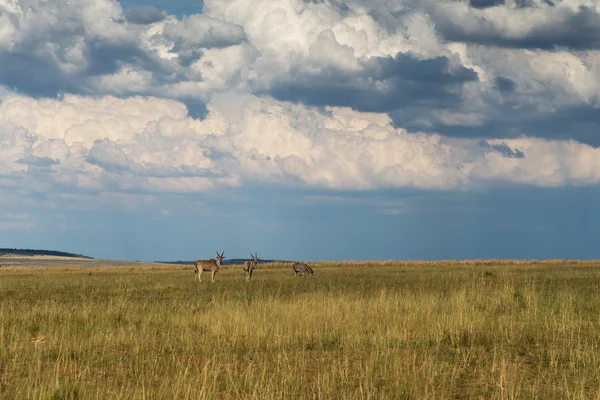 Antelope, parc national Ezemvelo. Afrique du Sud . — Photo