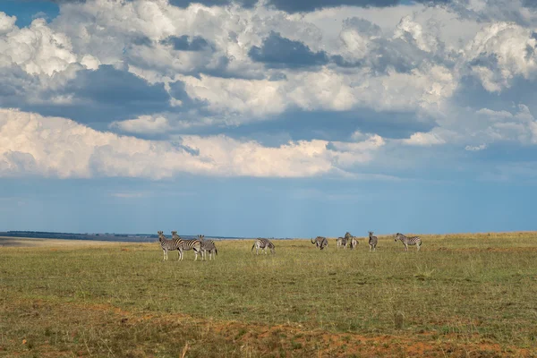 Zebra. National park Ezemvelo. South Africa. — Stock Photo, Image