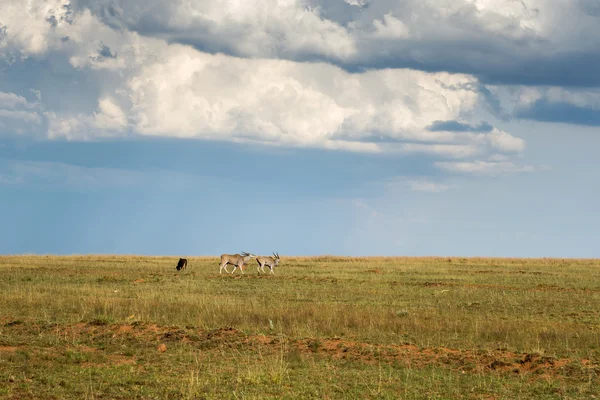 Antelope, parc national Ezemvelo. Afrique du Sud . — Photo