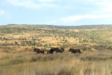 Manda, Milli Parkı Ezemvelo. Güney Afrika.
