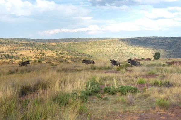 Wildebeest, Parque Nacional Ezemvelo. Sudafrica . —  Fotos de Stock