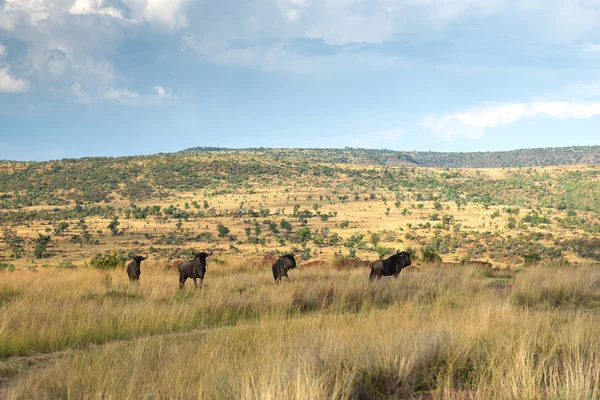 Wildebeest, National park Ezemvelo. South Africa. — Stock Photo, Image