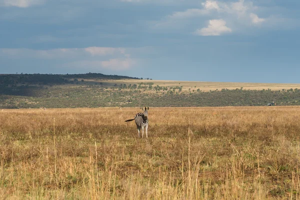 Zebra. National park Ezemvelo. South Africa. — Stock Photo, Image