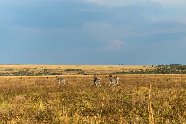 Zebra. Parco nazionale Ezemvelo. Sudafrica . — Foto Stock