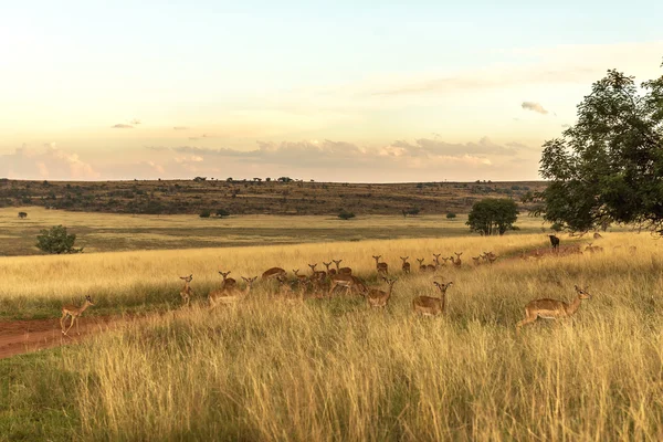 Impala (antylopy), park narodowy Ezemvelo. Republika Południowej Afryki. — Zdjęcie stockowe