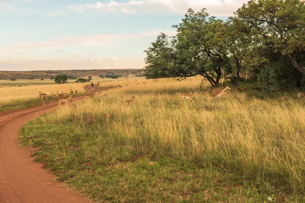 Impala (antilope), Parco nazionale Ezemvelo. Sudafrica . — Foto Stock