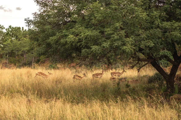 Impala (antelope), National park Ezemvelo. South Africa. — Stock Photo, Image