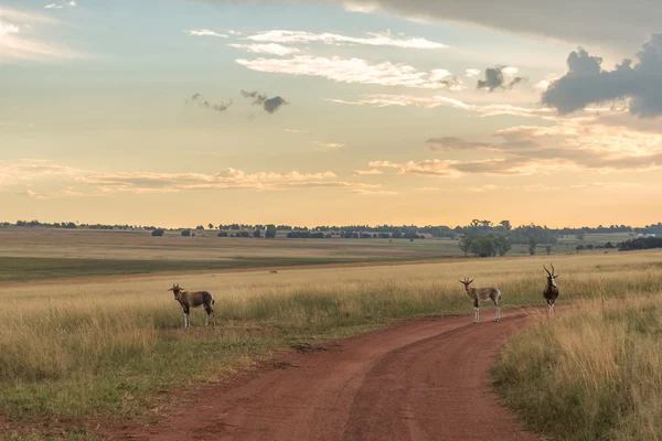 Impala (antílope), Parque Nacional Ezemvelo. Sudafrica . —  Fotos de Stock