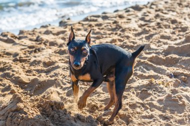 Köpek sahilde. İspanya.