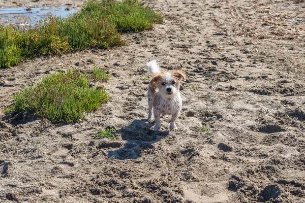 O cão na praia. Espanha . — Fotografia de Stock