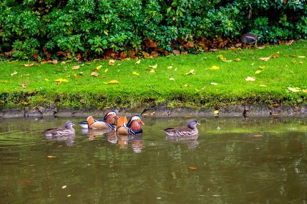 Los patos nadan en el estanque. Nantes. Francia . — Foto de Stock