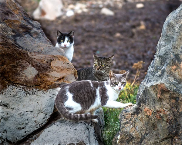 Kočky bez domova. Španělsko — Stock fotografie