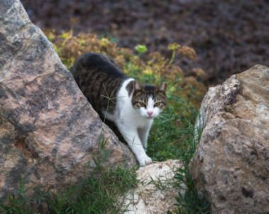 Evsiz kedi. İspanya